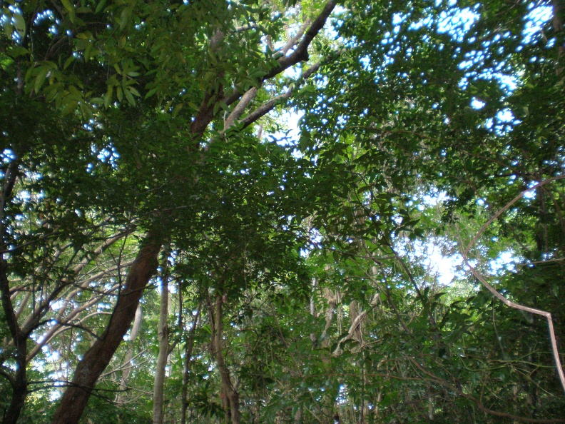 Dominica Indian River17.JPG